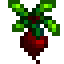 Beet