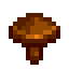 Common Mushroom