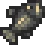 Halibut