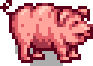 pig