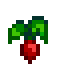 Radish
