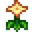 Summer Spangle