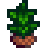 Tea Sapling